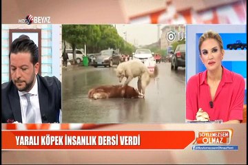 İnsanlık dersi veren köpek ağladı
