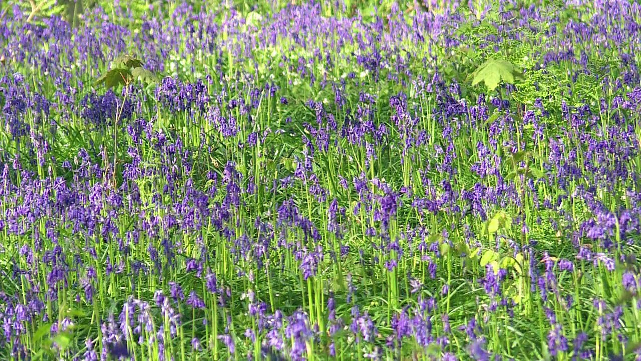 Une "forêt enchantée" menacée par les promeneurs