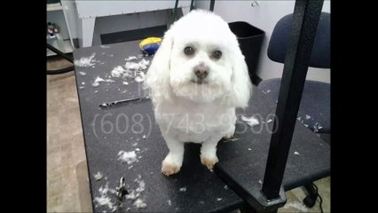 K9 Clips - (608) 743-9500