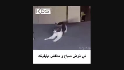 When you wake up and do not find your phone !! funny clip Hhhh