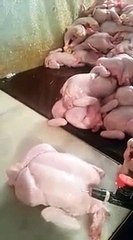 Unbelievable....Skinny chicken to fat chicken..!!