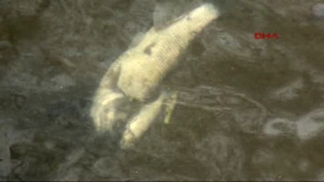 Zonguldak'ta Derede Balık Ölümleri Tedirgin Etti