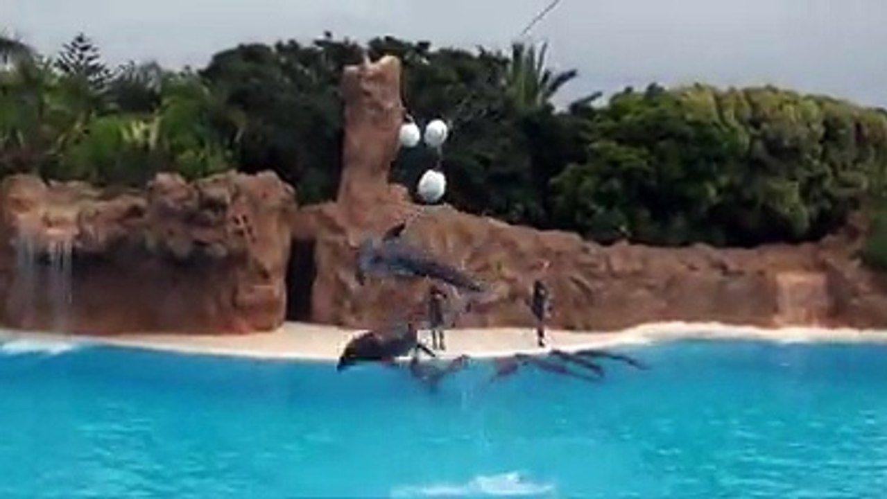 Amazing Dolfin