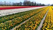 Stunning views of tulip fields in the Netherlands