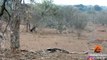 Un léopard fait l'erreur d'attaquer un porc-épic Mauvaise idée