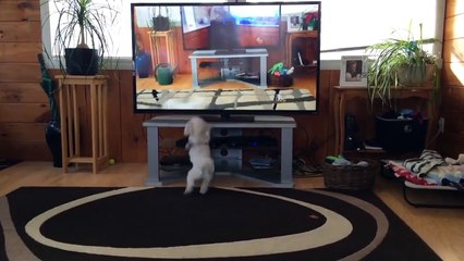 Quand ton chien regardes plus la TV que toi Compilation