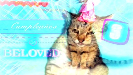 Cumpleaños de Beloved ♥ Happy Birthday my Cat