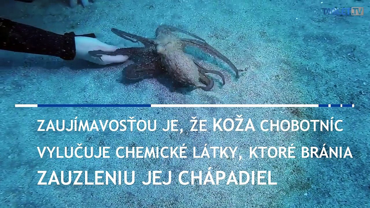 Potápač zažil zvláštne stretnutie pod morskou hladinou