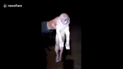 'Cyclops' pig born with only one big eye on face in northern China