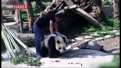 Sevimli pandalar yine iş başında...