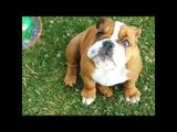 Cute English Bulldog Is Delighted by Bubbles