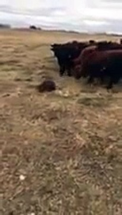 Un castor prend la tête d'un troupeau de vaches... Du jamais vu !