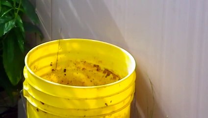 Comment se D d un Nid de Frelons en Moins d une Minute