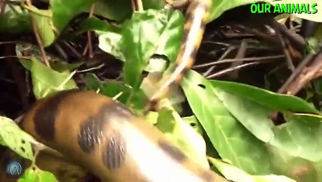 Best of Porcupine Attacks Vs Python Anaconda Leopard 17 Lions