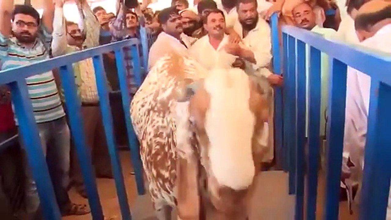 Biggest Cow gets famous in Gulf Countries and Middle East