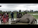 Tamil Nadu's captured elephant 'Maharaj' died mysteriously in Anamalai | Oneindia News