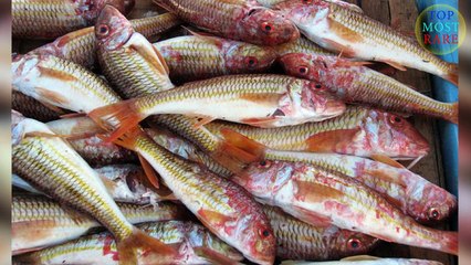 10 Bizarre Medical Condition of All Time