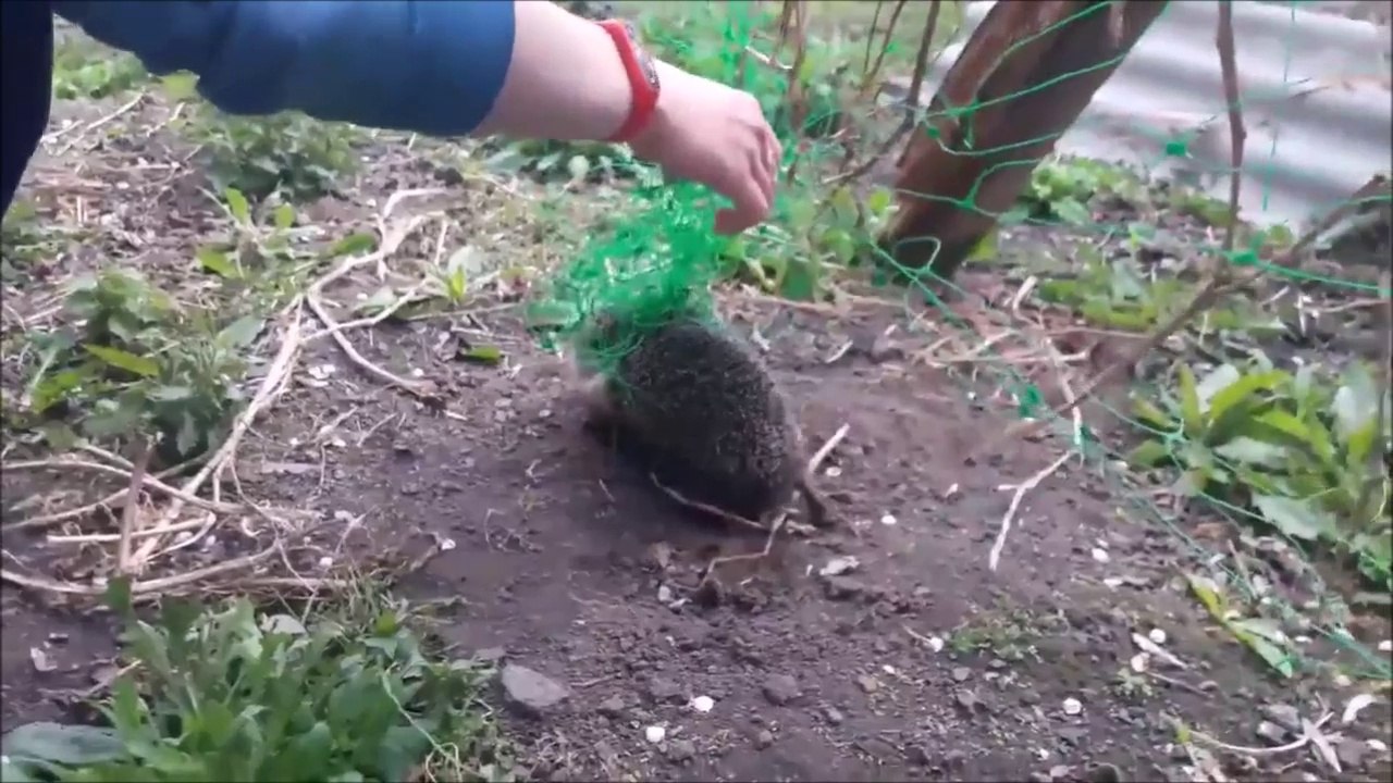 Ce pauvre hérisson était coincé dans un filet en plastique et va etre sauvé par ce couple de bienfaiteurs