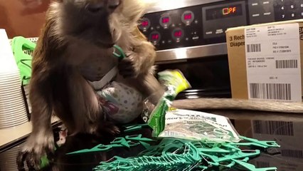 Monkey Opens Fan Mail