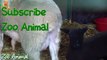 Sheep and lambs happy in his house rm animals video for Kids - Animais TV