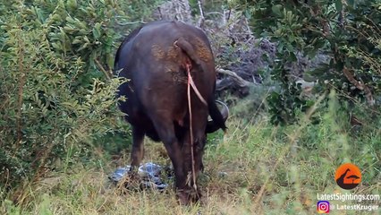 Watch This Wild Buffalo Give Birth - Latest Sightings Pty Ltd