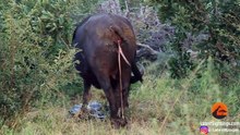 Watch This Wild Buffalo Give Birth - Latest Sightings Pty Ltd