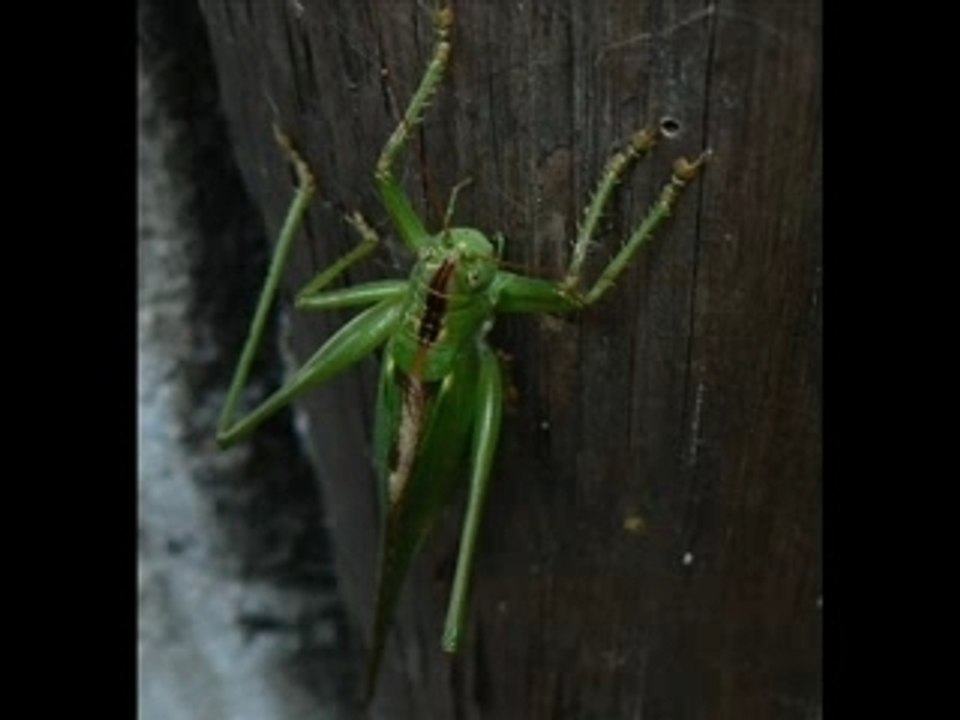 JE VOUS INVITE DANS MON JARDIN