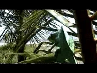 Fauna of madagascar - the madagascar legend part 3