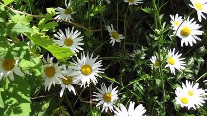 White daisy flowers  Full HD released by NCV