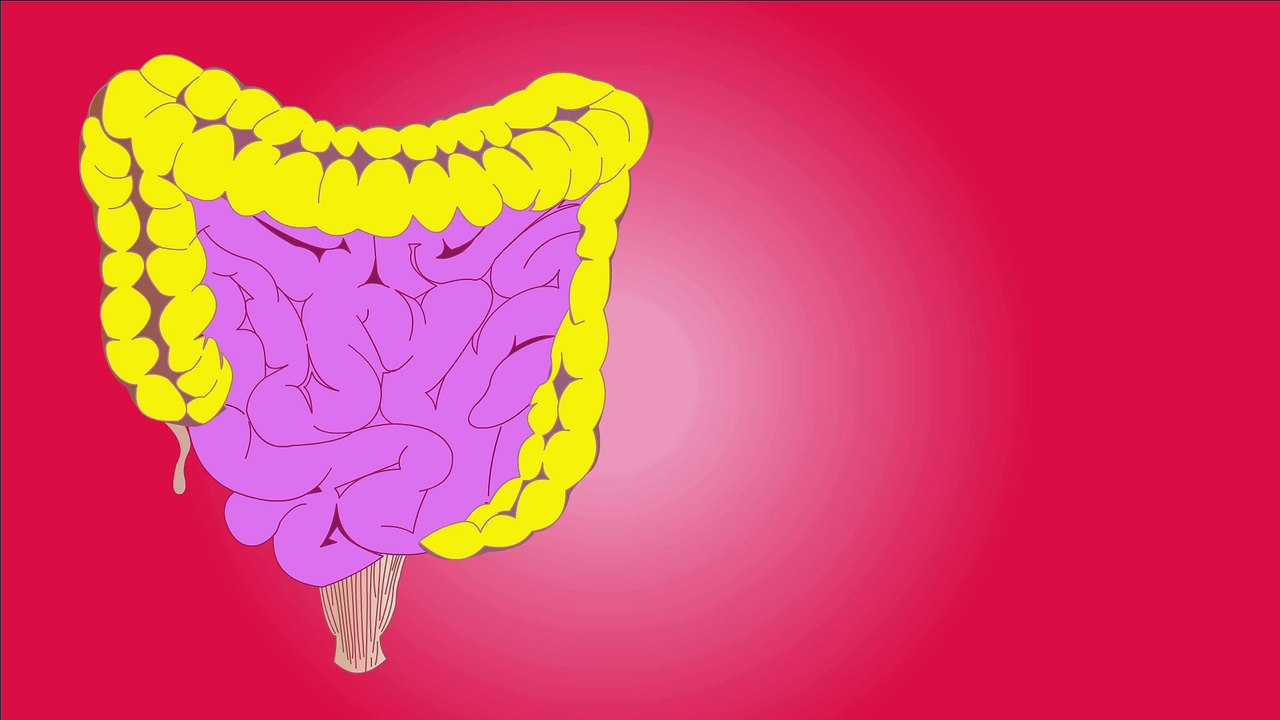 Human intestine system Full HD released by NCV