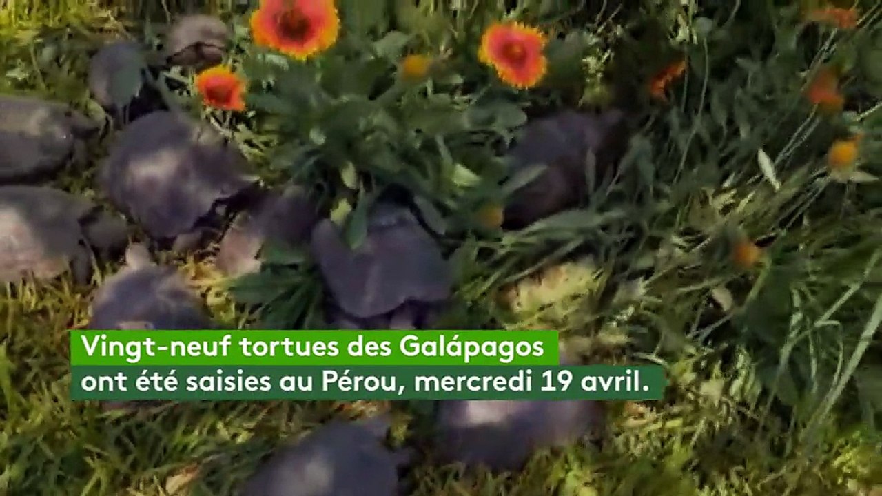 Pérou : une trentaine de tortues des Galápagos saisies à des trafiquants