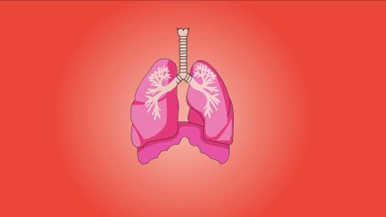 Human lungs system Full HD released by NCV
