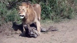 Lion nous regarde bien et traine le gnous dans les buissons!