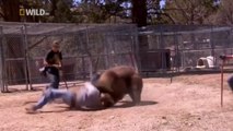 Man vs Bear: les attaques d'ours et plus - Bears - هجوم الدب على مدربهم  وسط صراخ الجمهور