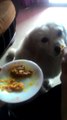 Cute dog having healthy food