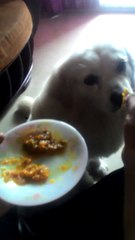 Cute dog having healthy food