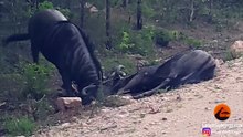 WILDEBEEST HAVE A TERRITORIAL FIGHT - Latest Sightings Pty Ltd