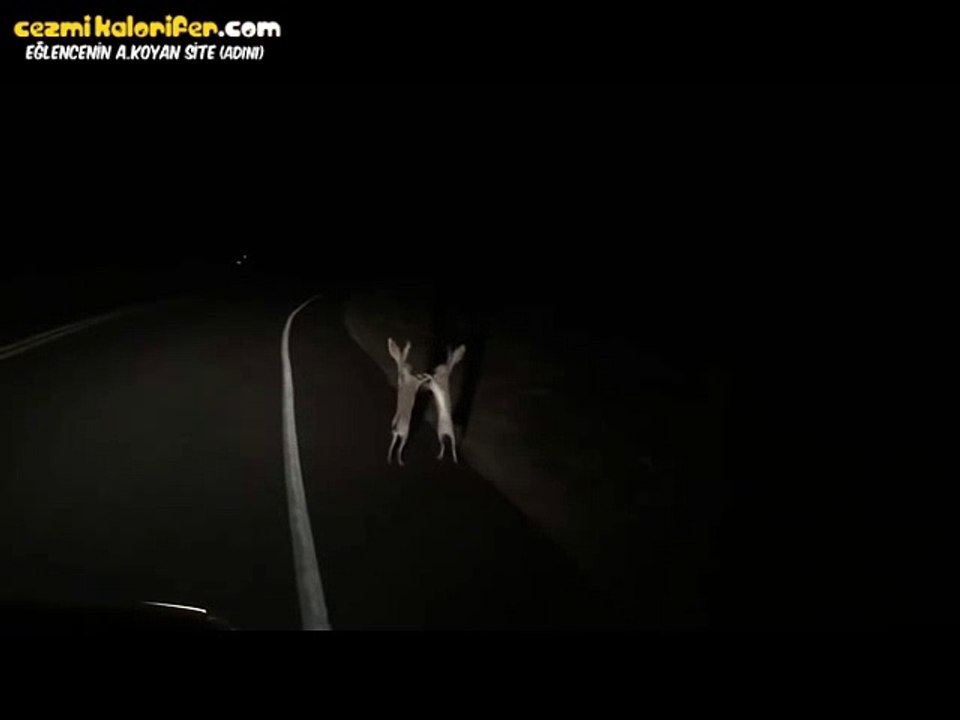 Latte Macchiato'su Dökülmüş Pelinsu Gibi Birbirlerine Saldıran Tavşanlar