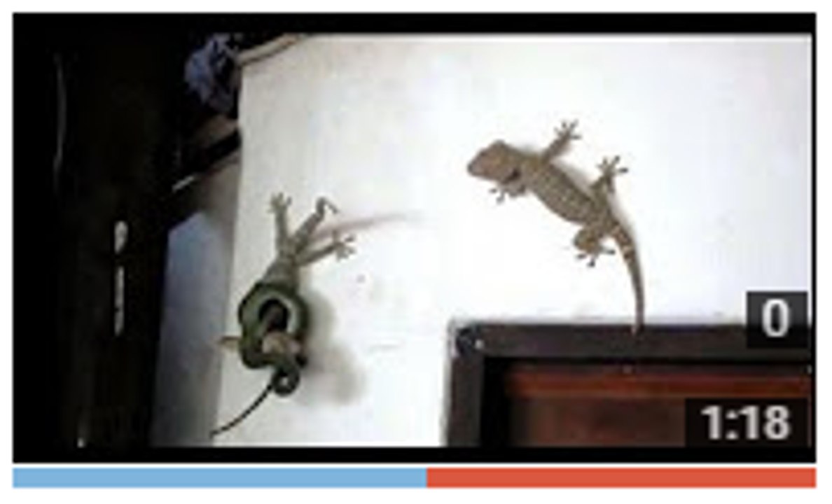 एक सांप से भिड़ीं दो छिपकली अागे देखिए क्या हुआ