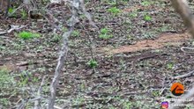 BIRD vs SNAKE - Snake Uses Clever Technique to get Away - Latest Sightings Pty Ltd