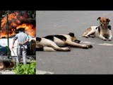 Chennai villagers burn 50 stray dogs alive | Oneindia News