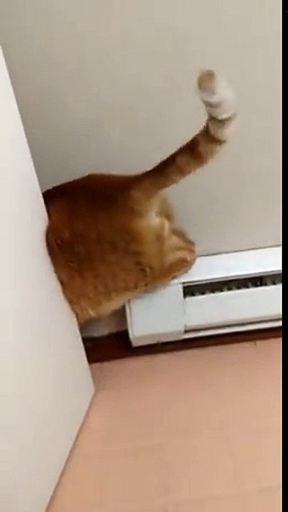 Ce chat tellement gros coince ses fesses !