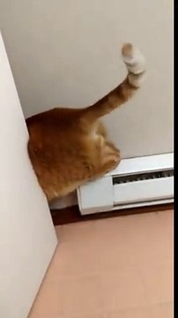 Ce chat tellement gros coince ses fesses !