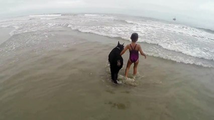 Ce chien énorme garde une fillette à la plage !