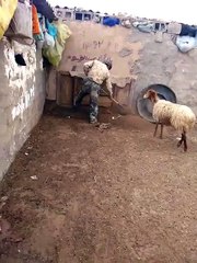 افتح ياسمسم فيديو مضحك