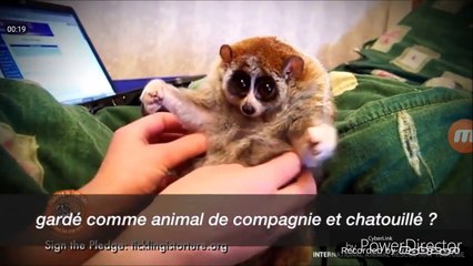 VIDEOS MIGNONNES GARE AUX APPARENCES