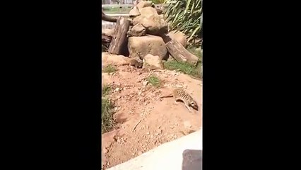 Meerkats ply fighting