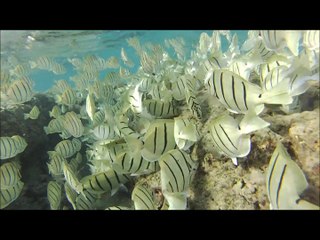 Hawaii (Oahu), march 2017