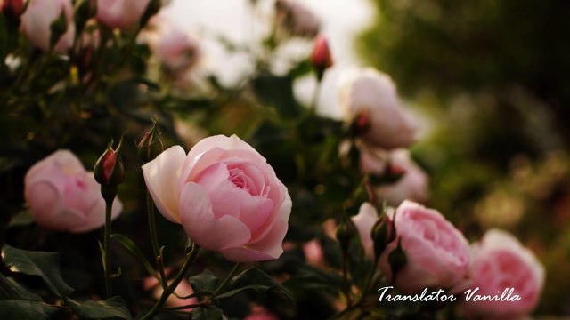 Ara Ne Olursun - Tuvana Türkay - أرجوك اتصل - توفانا توركاي