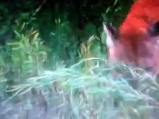 Puma bites on the neck a wolf